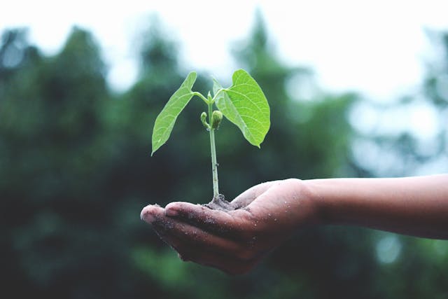 Quelles plantes choisir pour un jardin toujours vert